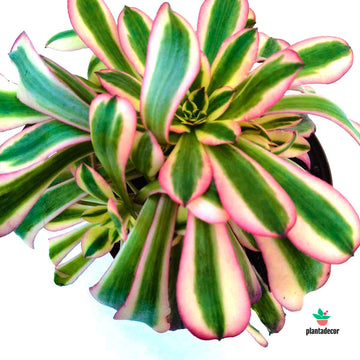 Aeonium Arboreum Medusa