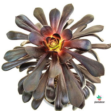 Aeonium Arboreum 'Zwartkop' M-13