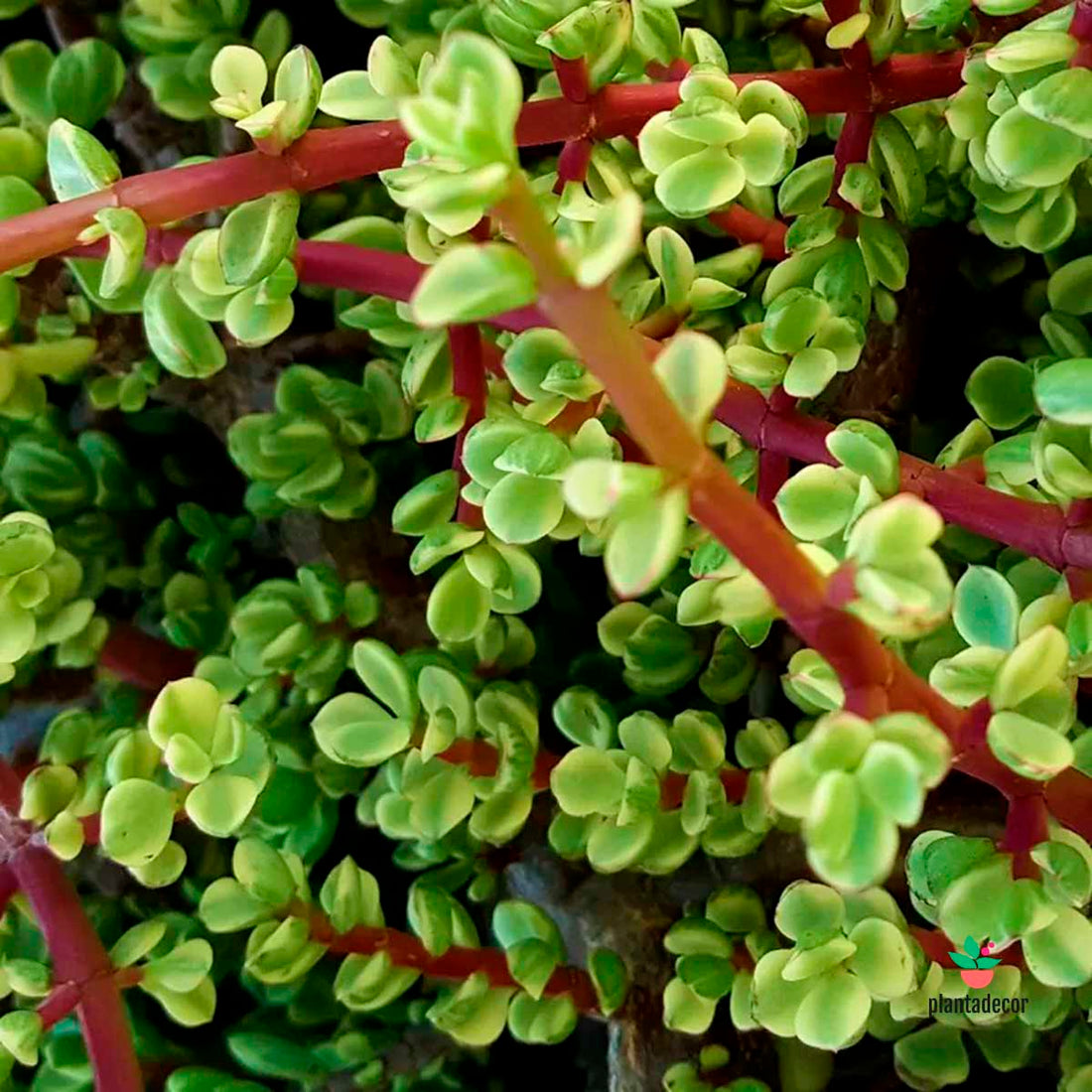 Portulacaria Afra F. Variegata
