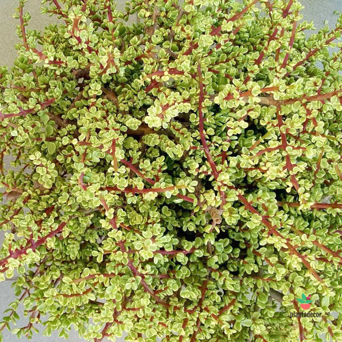 Portulacaria Afra F. Variegata