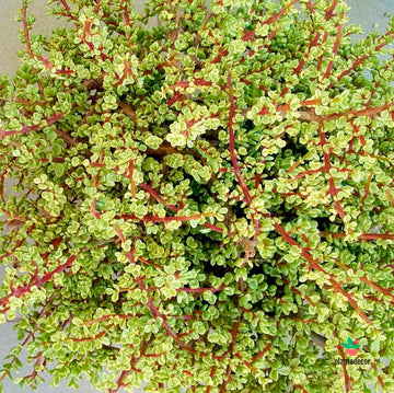 Portulacaria Afra F. Variegata