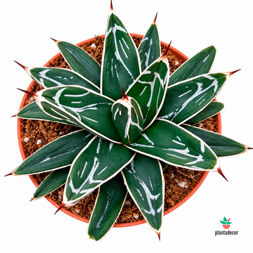 Agave Victoriae-Reginae