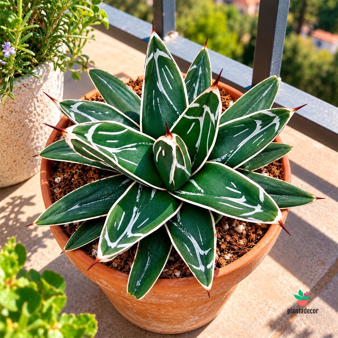 Agave Victoriae-Reginae