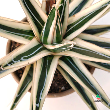 Agave Victoriae-Reginae 'White Rhino'