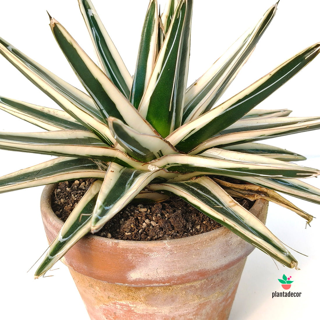 Agave Victoriae-Reginae 'White Rhino'