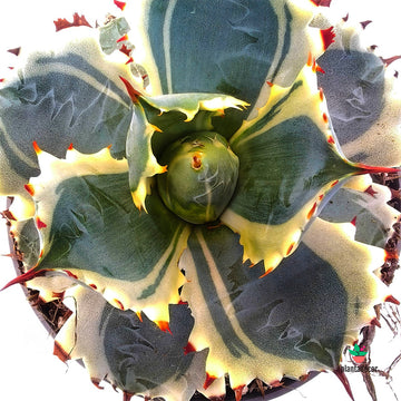 Agave Potatorum Variegata