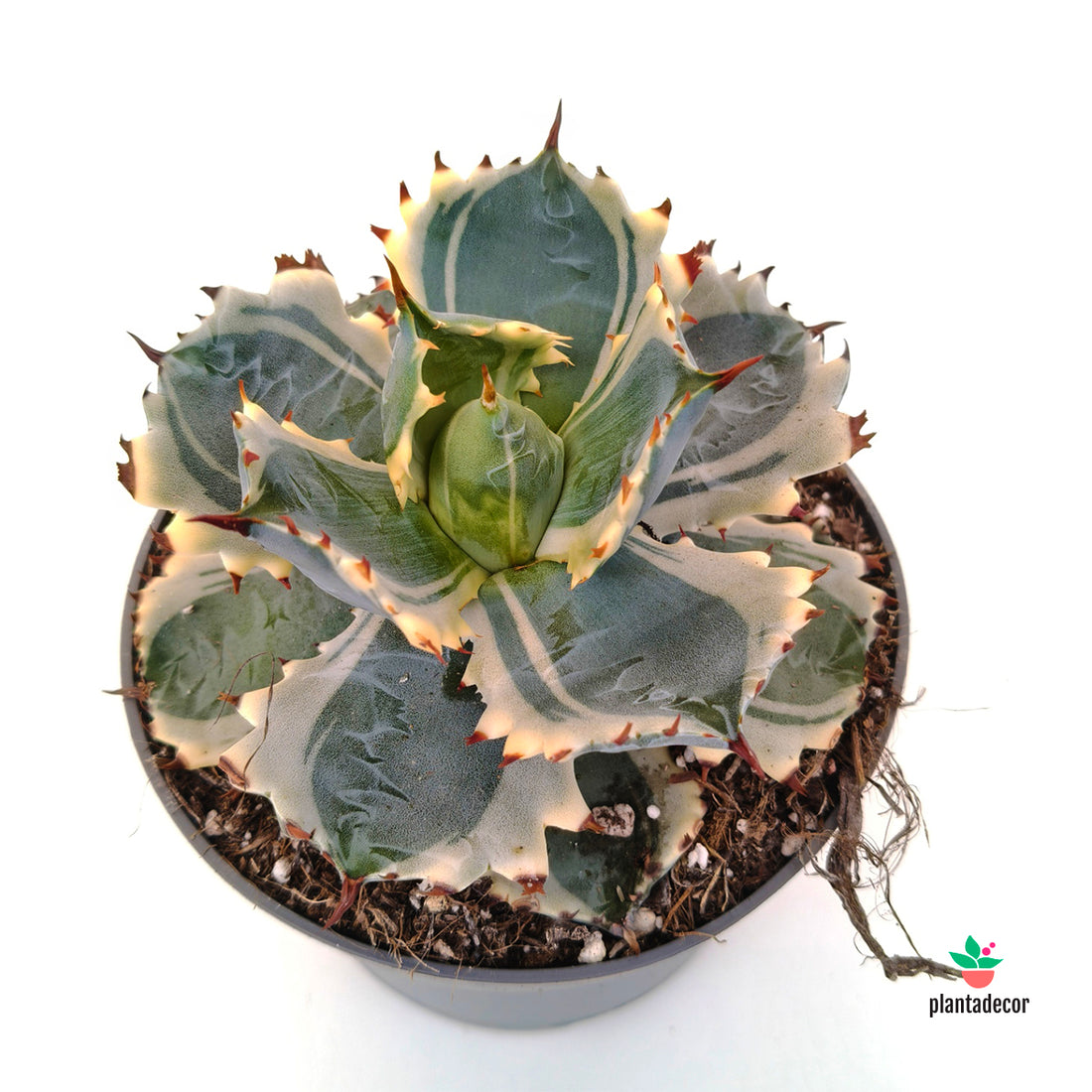 Agave Potatorum Variegata