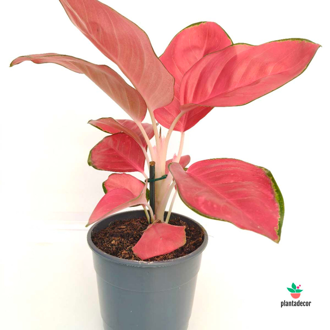Aglaonema China Red