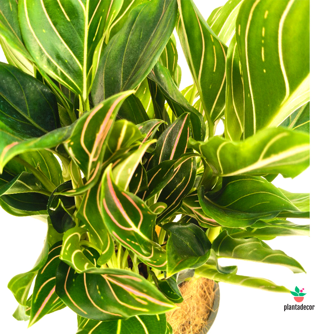 Aglaonema Elein Pink