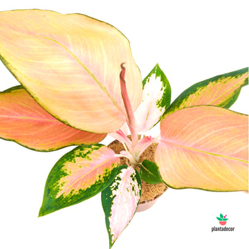 Aglaonema Flamingo