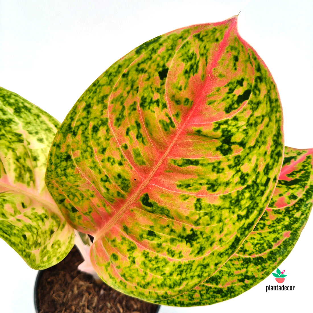 Aglaonema Grand Poppy