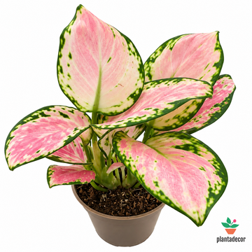 Aglaonema Pinky Promise