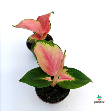 Aglaonema Red Tarragon