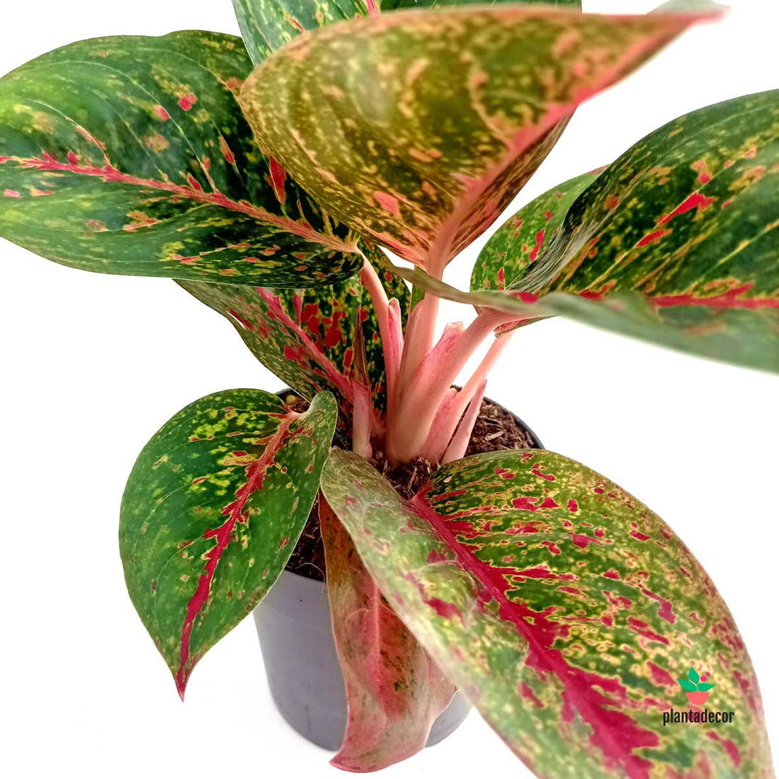 Aglaonema 'Red Sprinkles'