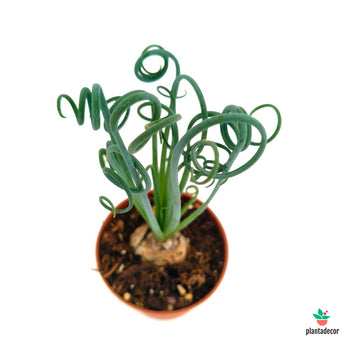 Albuca Spiralis 'Frizzle Sizzle'