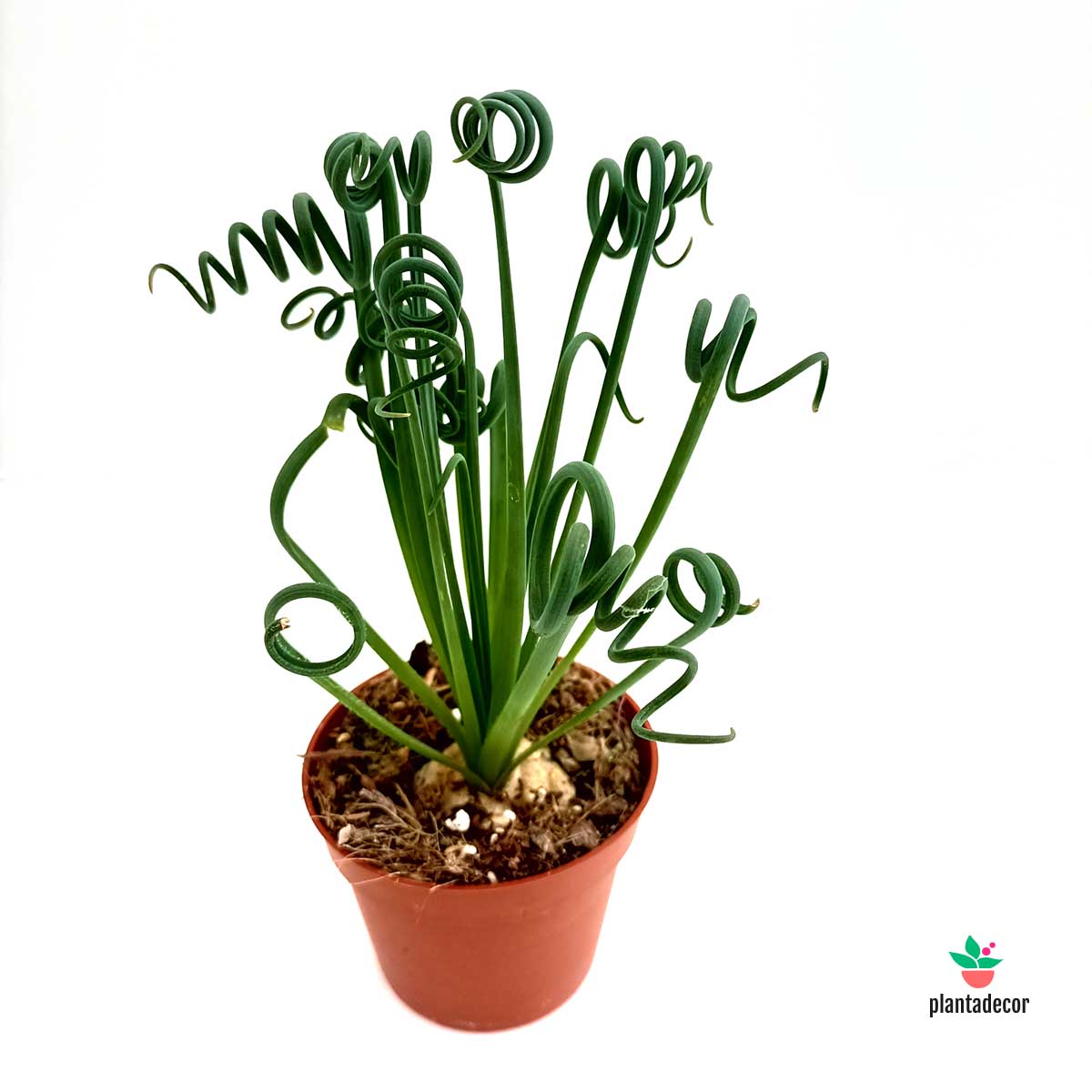 Albuca Spiralis 'Frizzle Sizzle'