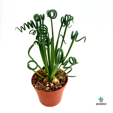 Albuca Spiralis 'Frizzle Sizzle'