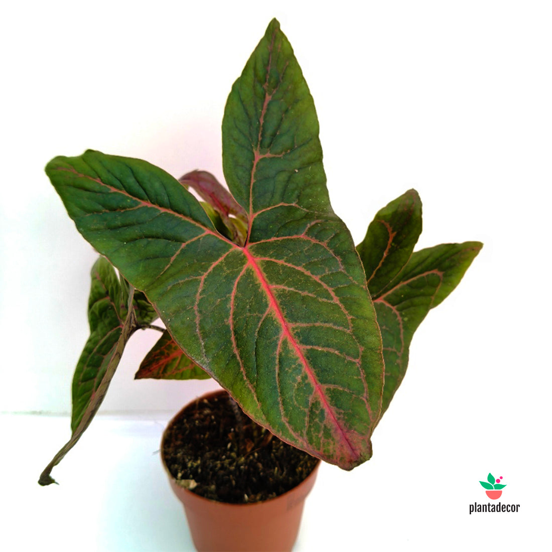 Alocasia Black Jack