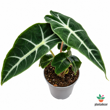 Alocasia Longifolia Dwarf Amazonica