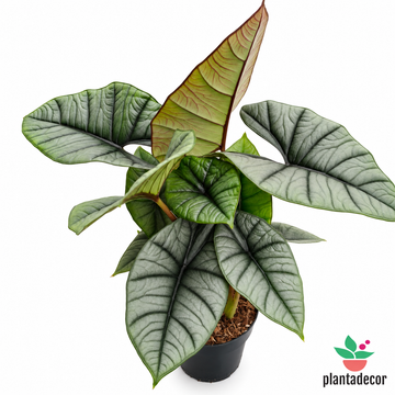 Alocasia 'Platinium'