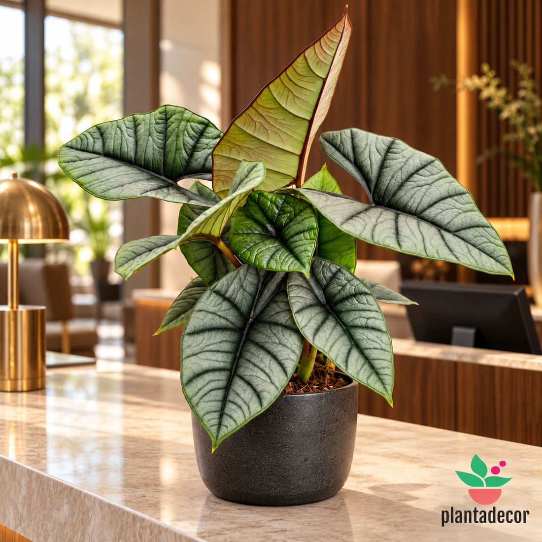 Alocasia 'Platinium'