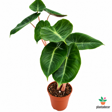 Alocasia Pink Tarragon 'Mini'