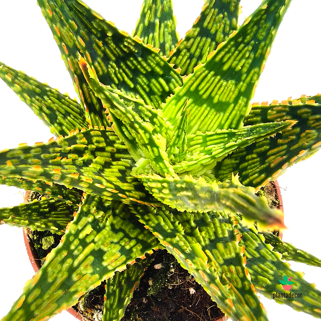 Aloe Albali