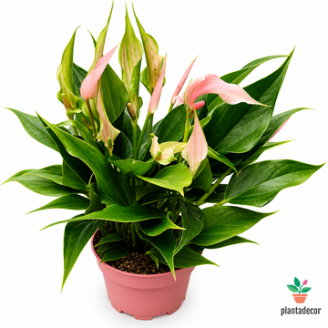 Anthurium Andreanum Lillii