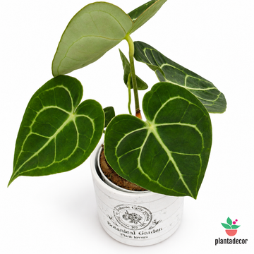 Anthurium Clarinervium + Cubremacetas
