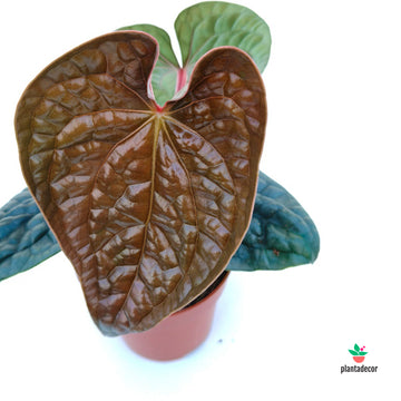 Anthurium Luxurians
