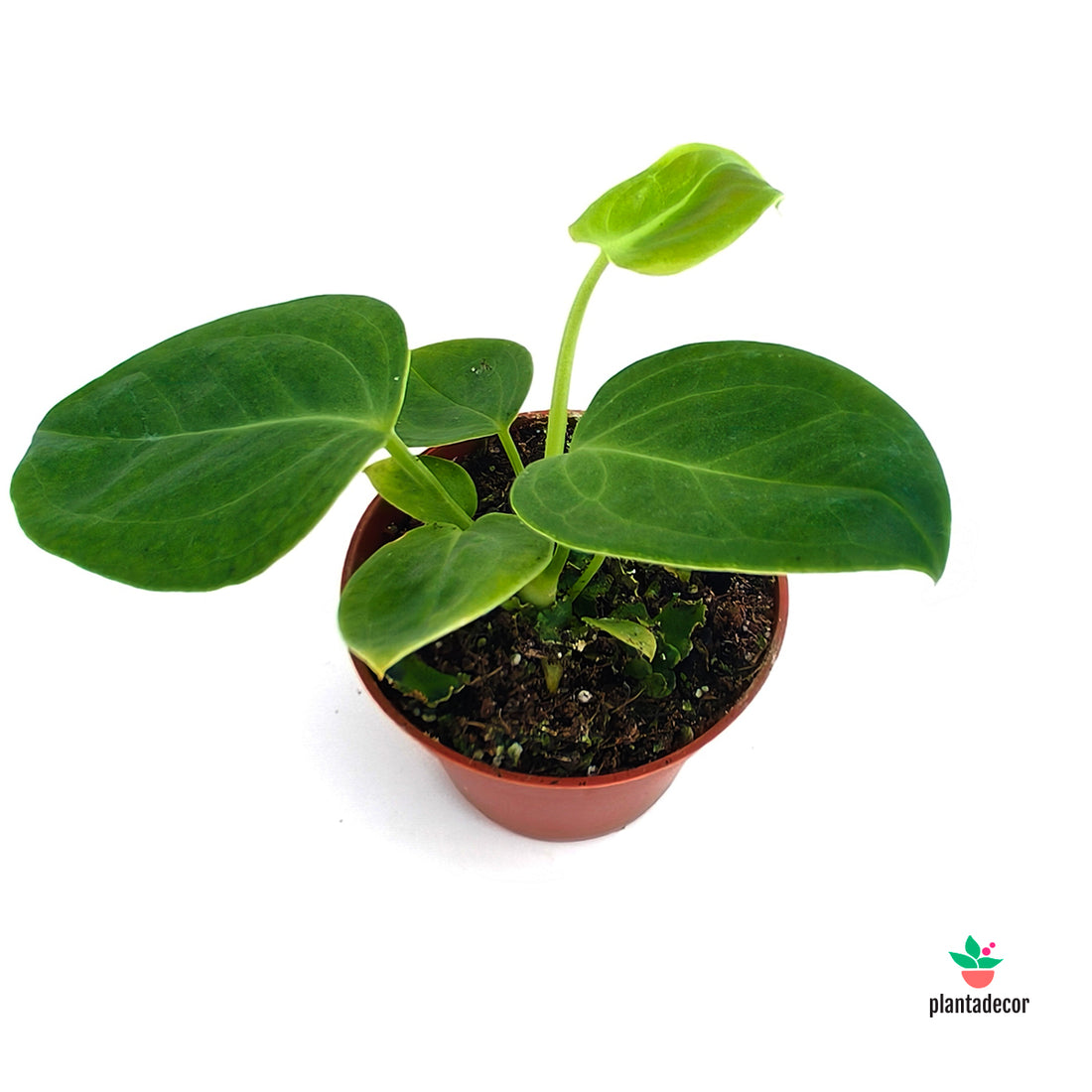 Anthurium Veitchii - Mini -
