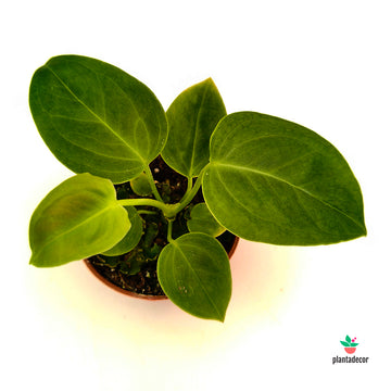 Anthurium Veitchii - Mini -