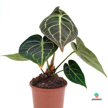 Anthurium Clarinervium M-12