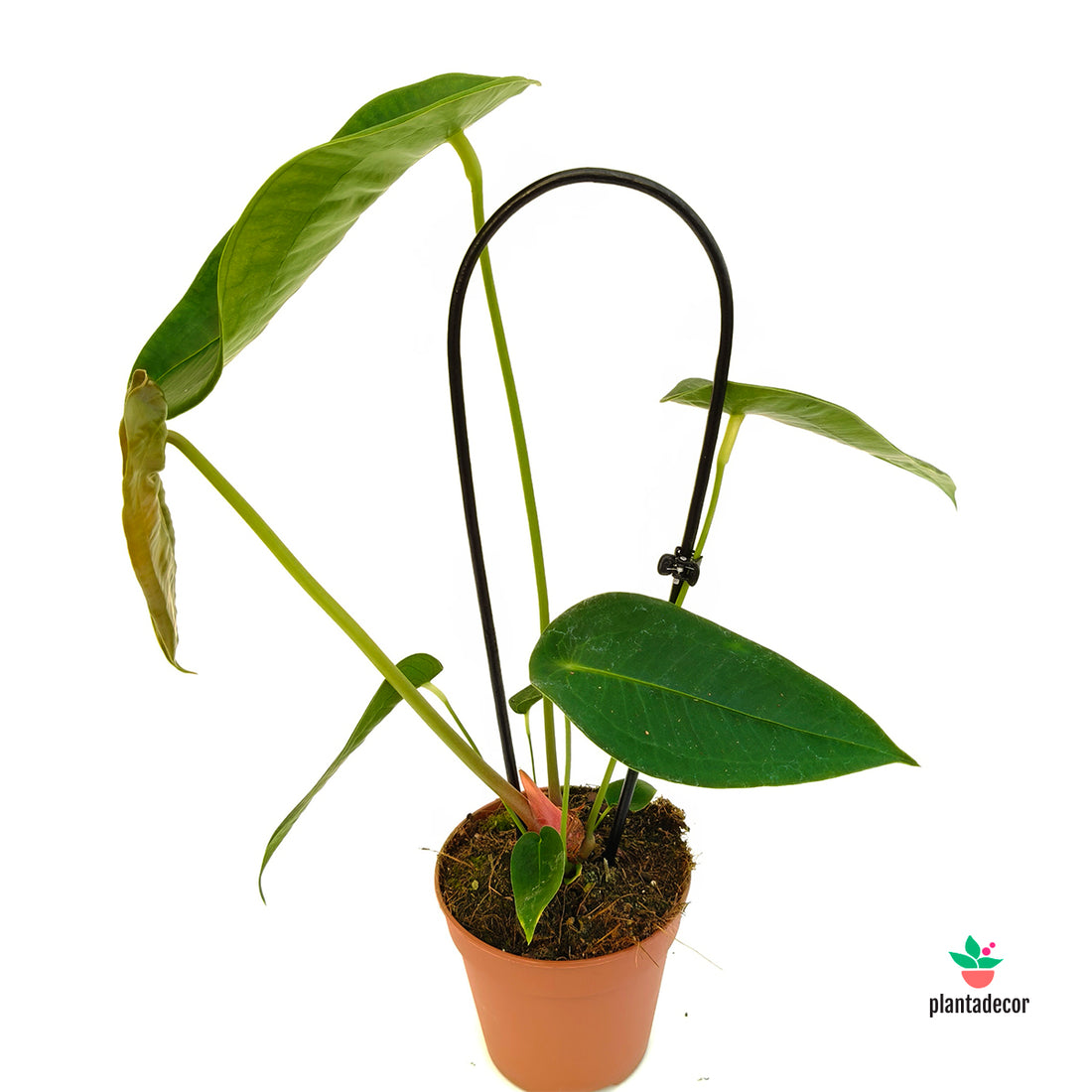 Anthurium Peltigerum