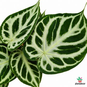 Anthurium Silver Blush