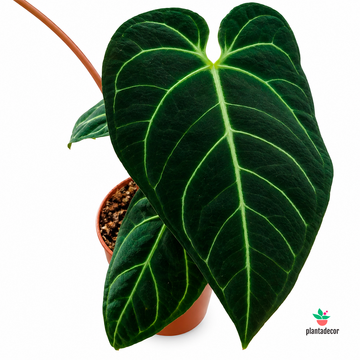 Anthurium Regale