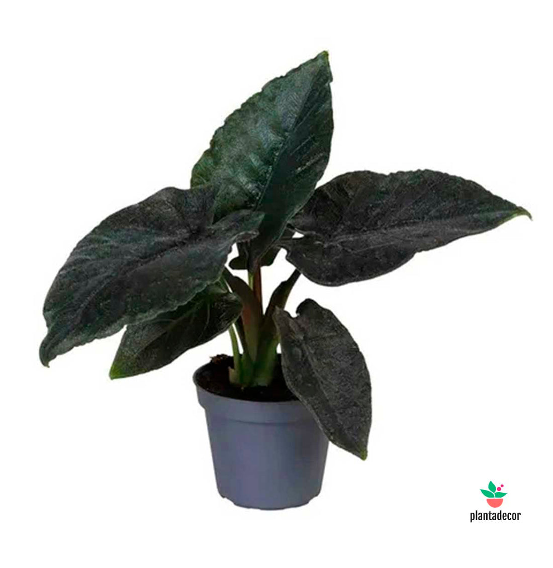 Alocasia Antoro 'Velvet'