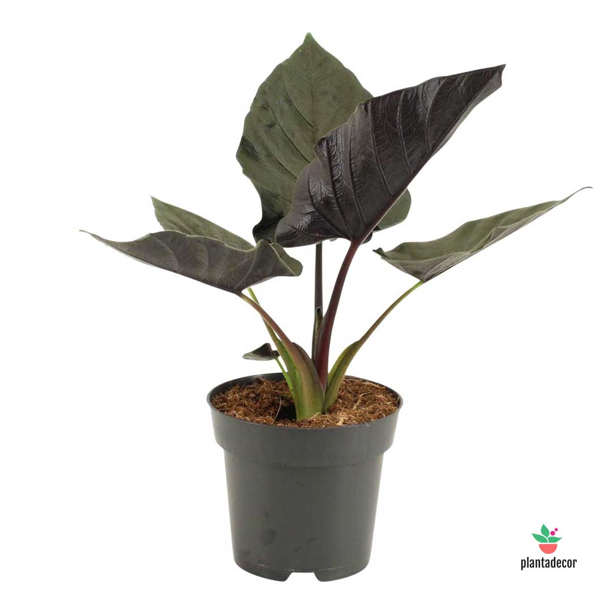 Alocasia Antoro 'Velvet'