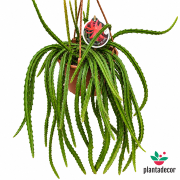 Aporophyllum Melanie