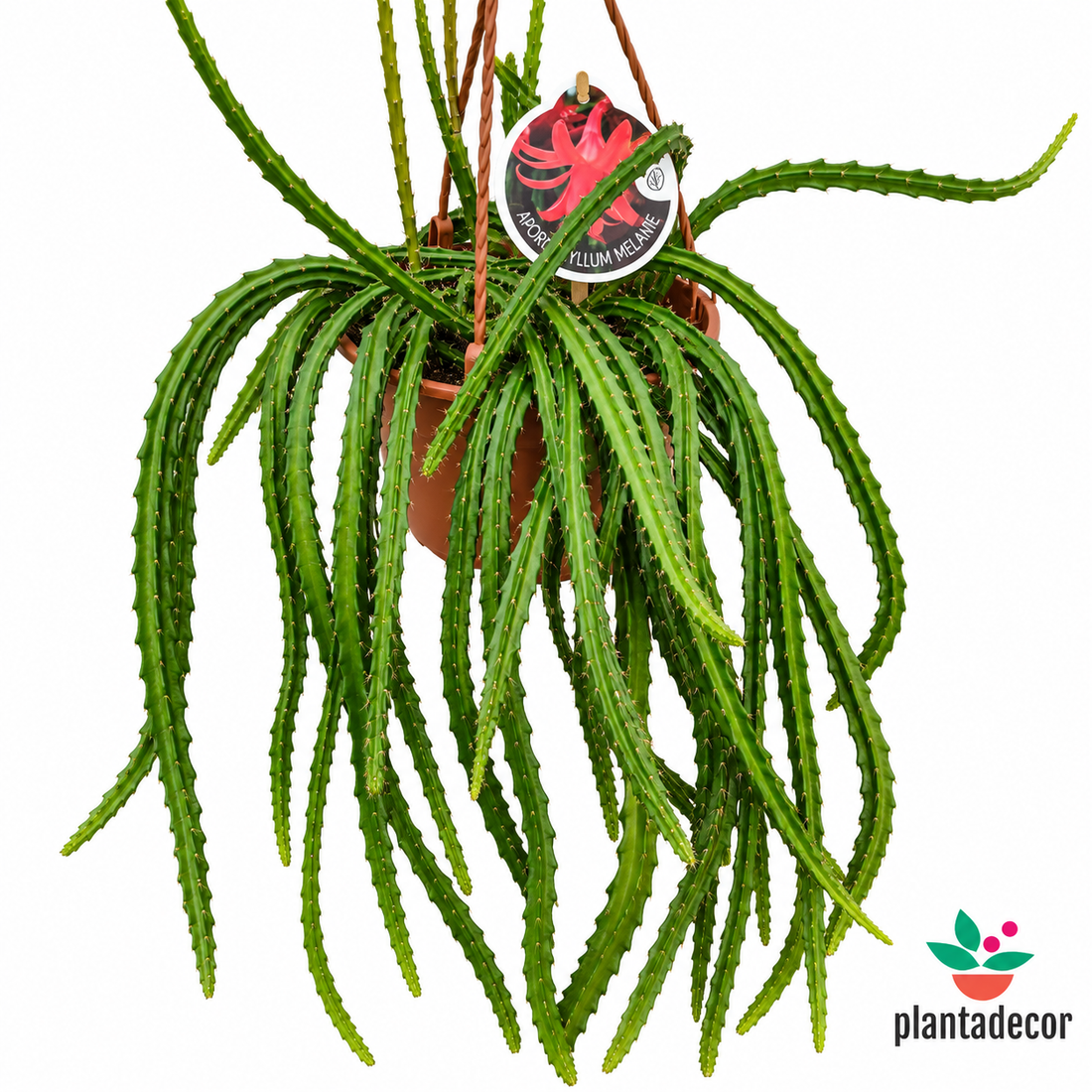 Aporophyllum Melanie