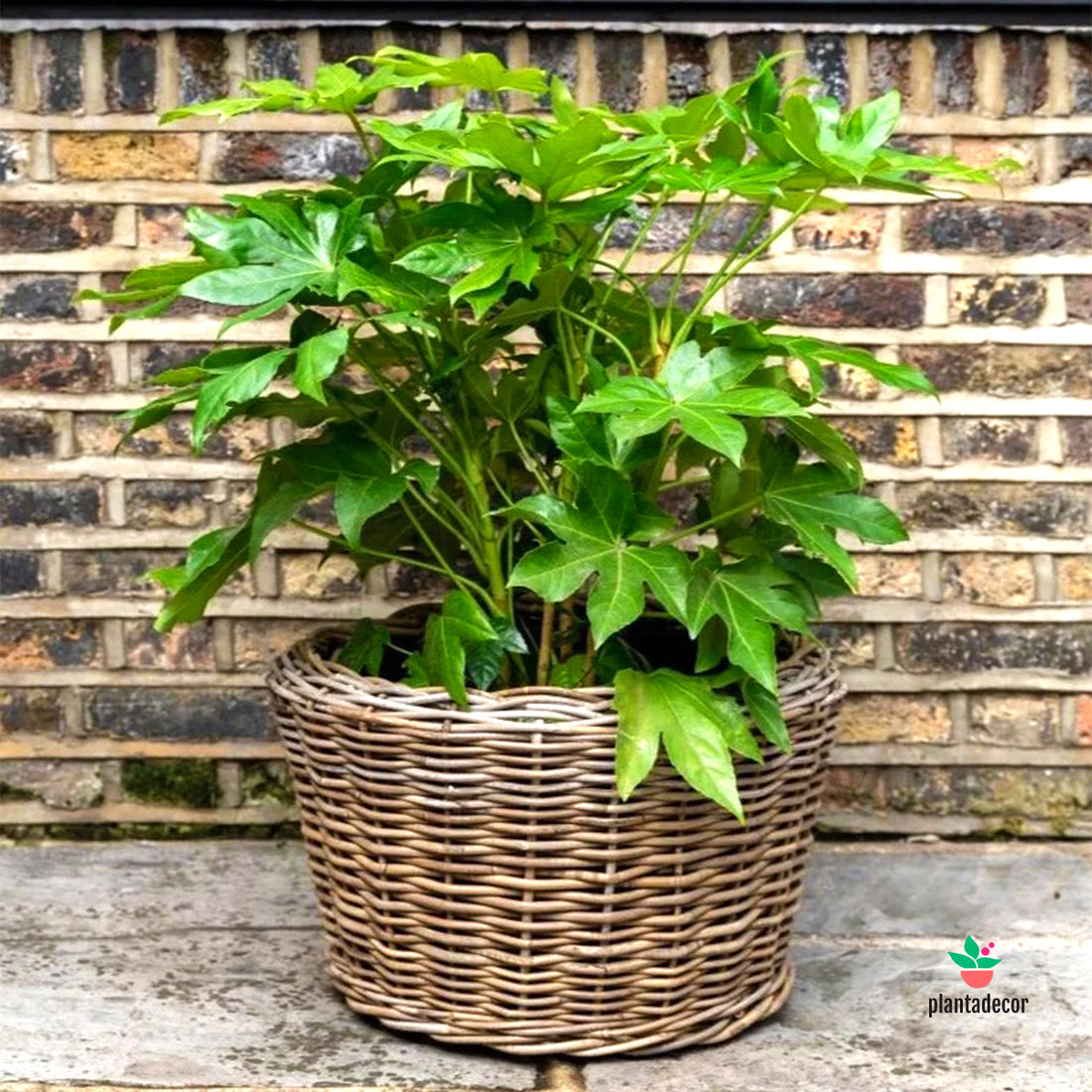 Fatsia Japonica