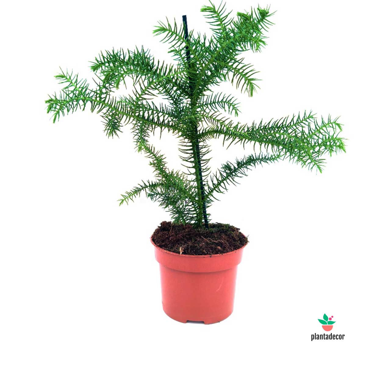 Araucaria Heterophylla