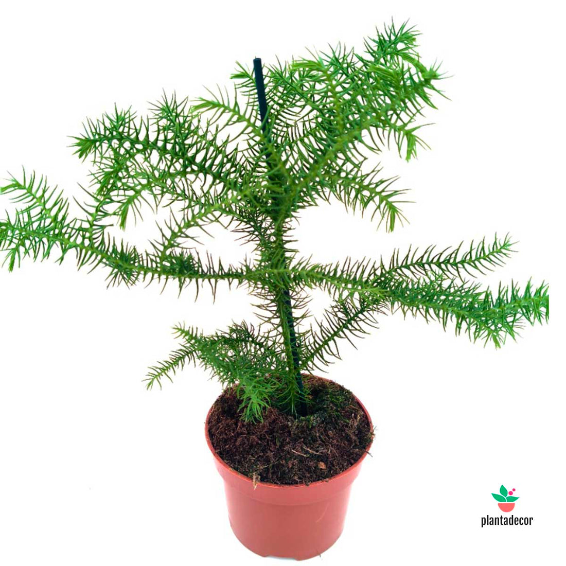 Araucaria Heterophylla