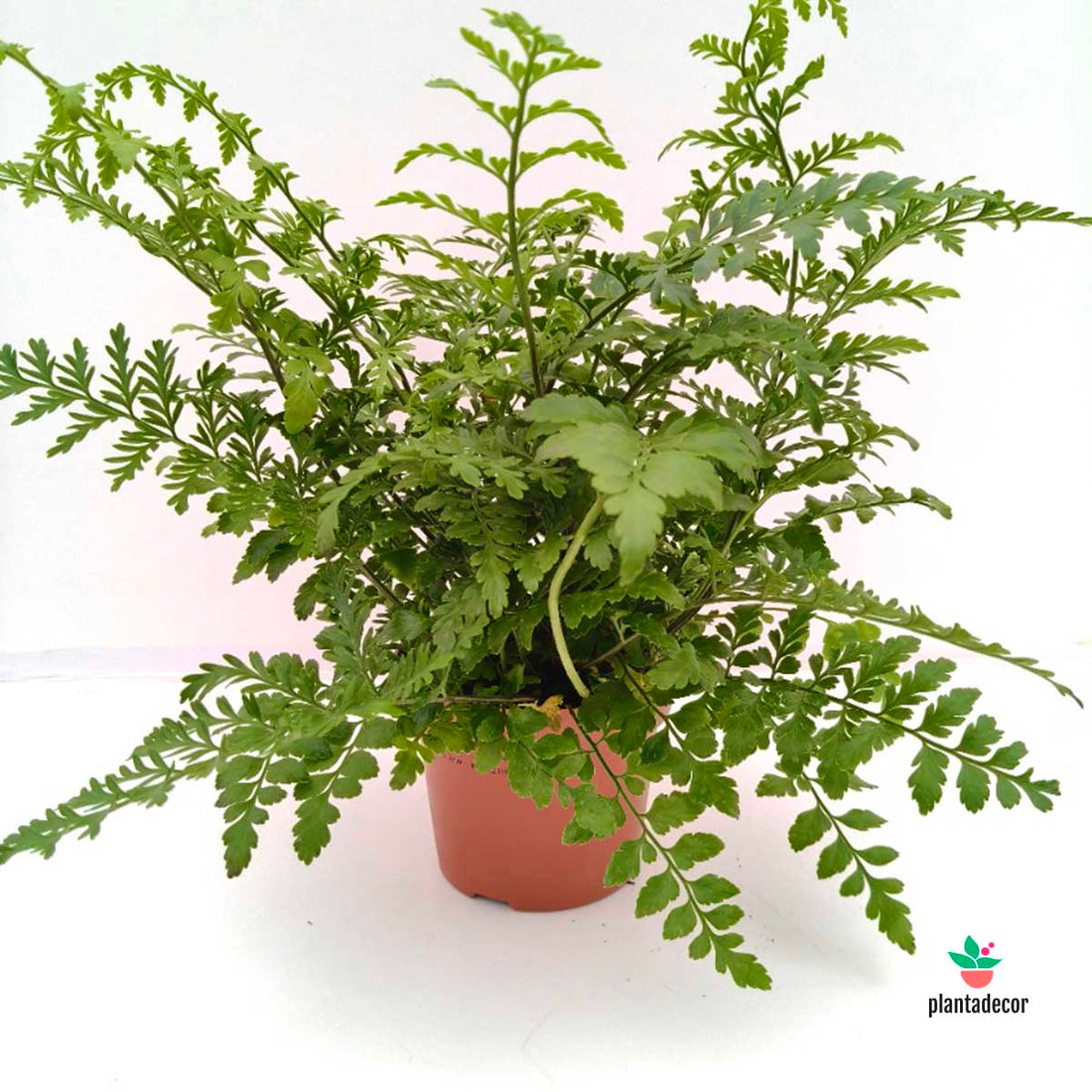 Asplenium Parvati