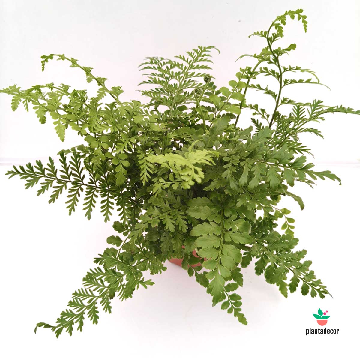 Asplenium Parvati