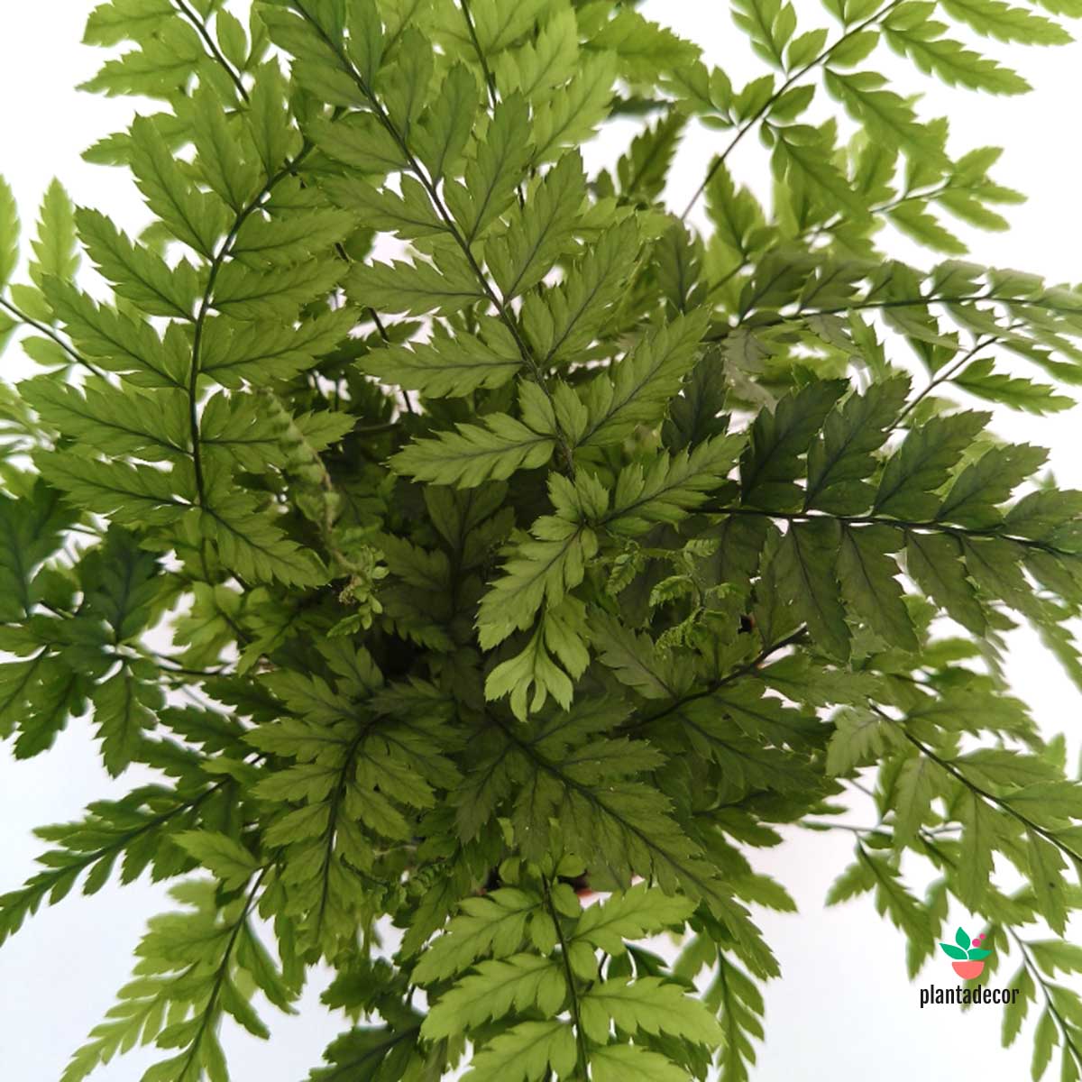 Helecho Athyrium Filix-Femina