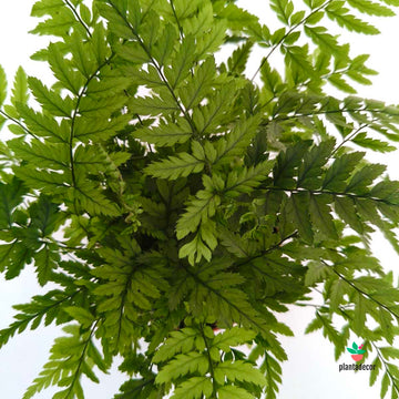 Helecho Athyrium Filix-Femina