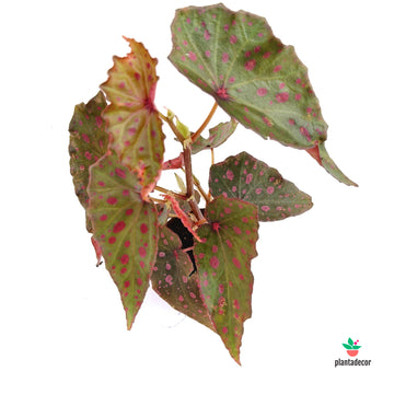 Begonia Amphioxus x Malaschosticta
