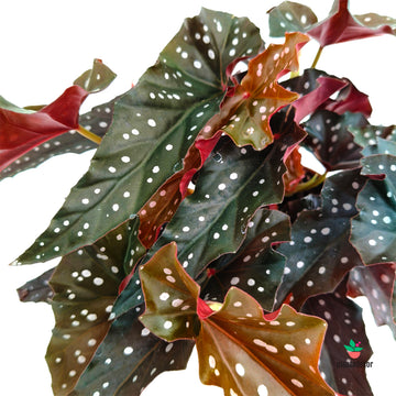 Begonia Maculata 'Black Wing'