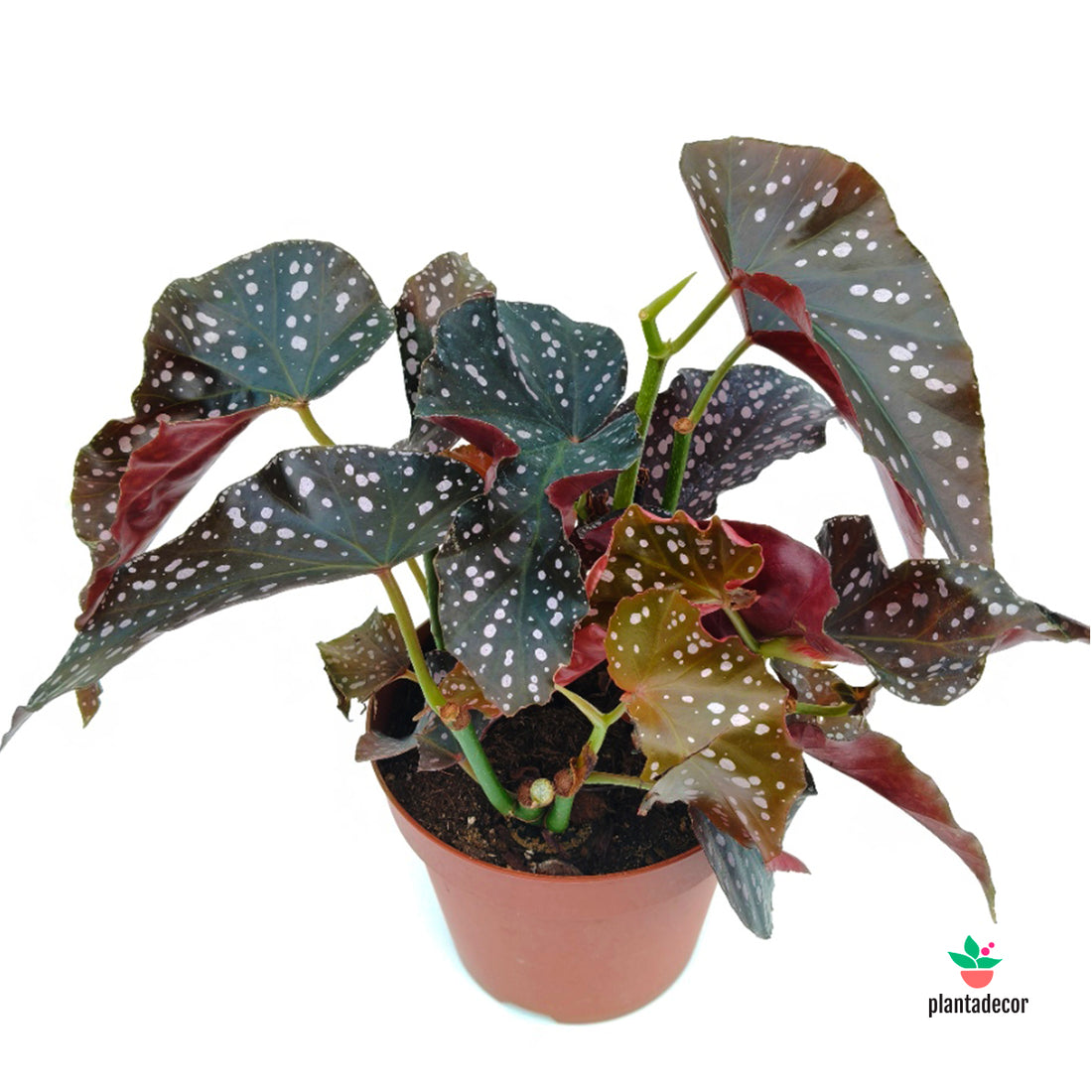 Begonia Wings 'Cracklyn Rosie'